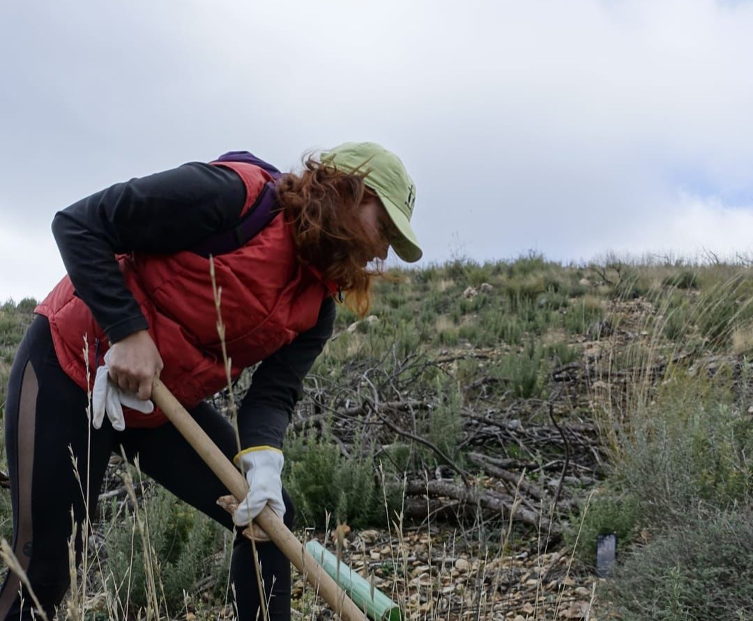 Volunteer planting a tree