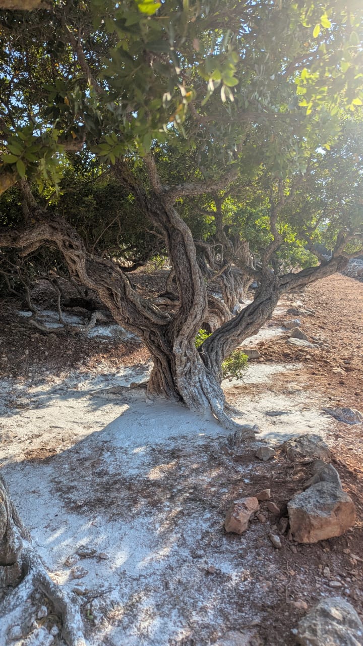 A twisted, gnarled tree with textured bark stands on rocky ground with patchy white soil. Sunlight filters through its green leaves, creating dappled light and shadow effects.