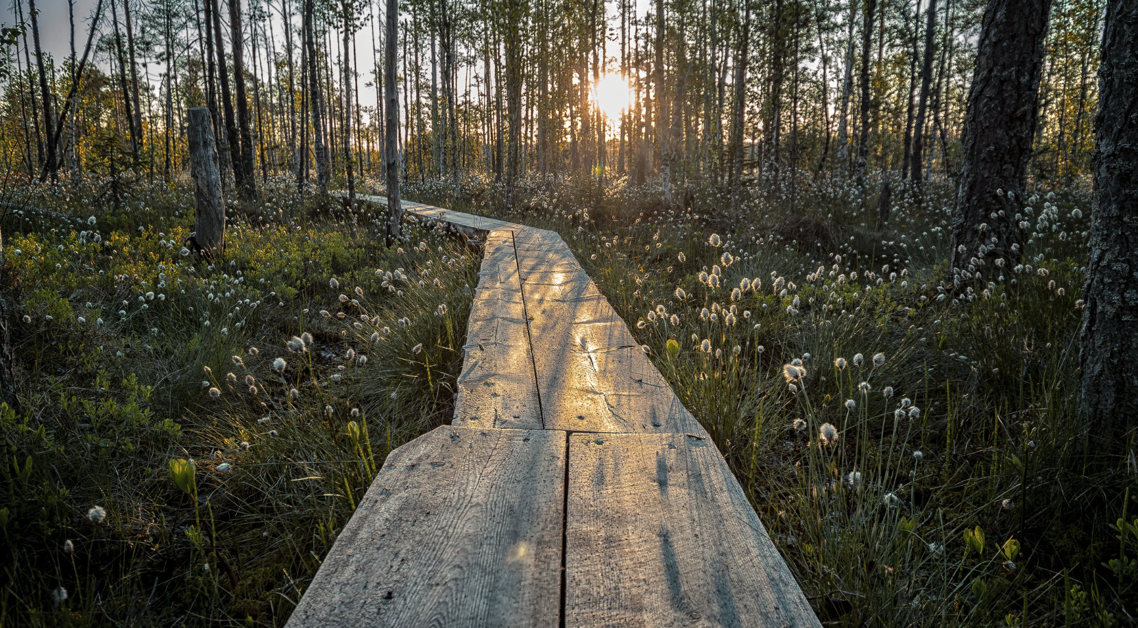 Generic image of a forest with a boardwalk similar to that of Mūšos Tyrelis hiking trail
