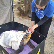 Volunteering in Greece