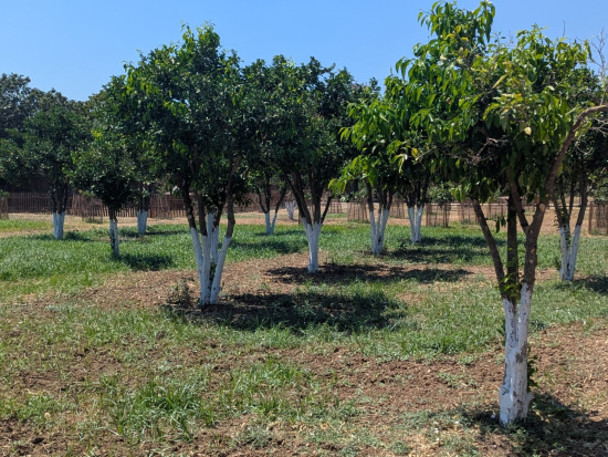 A small orchard with white-painted tree trunks on grassy land, under a clear blue sky with a wooden fence in the background.