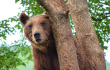 VELEBITSKA UDRUGA KUTEREVO