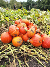 Lava Legato Foundation