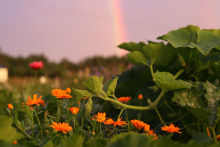 EFS Missionsforening i Lulea 