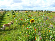 Kultur- und Initiativenhaus Greifswald e.V.