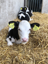 Lava Legato Foundation